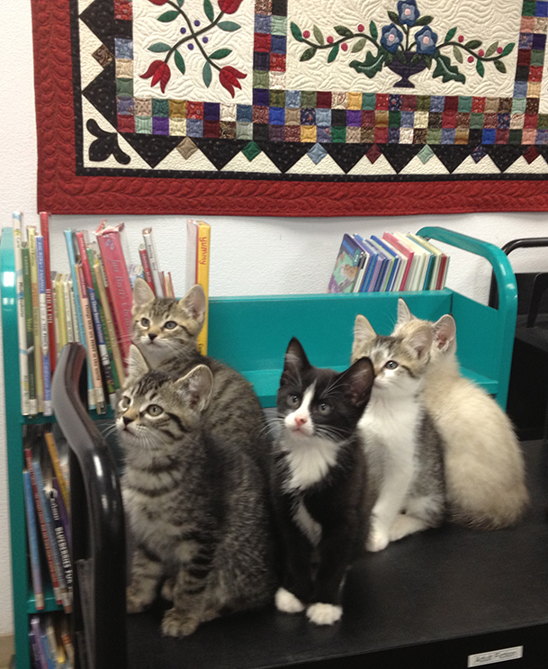 Four kittens on a book cart